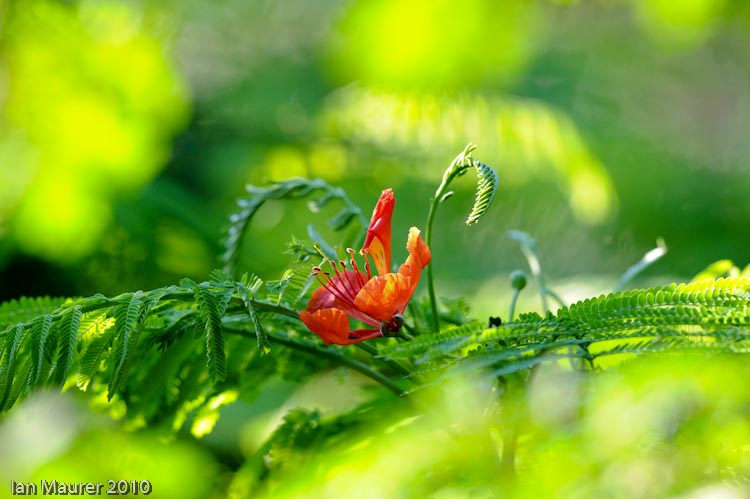 Poinciana Single Flower